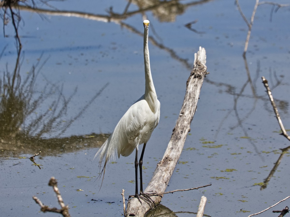 Great Egret - ML620811176