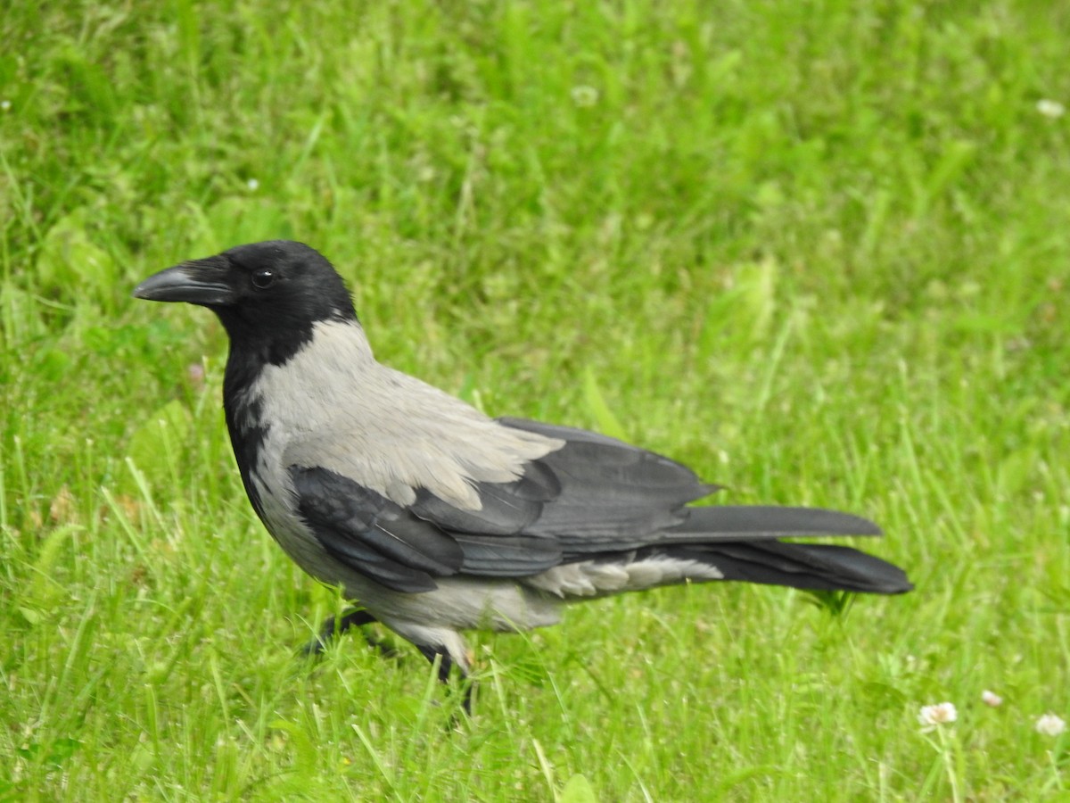 Hooded Crow - ML620811179