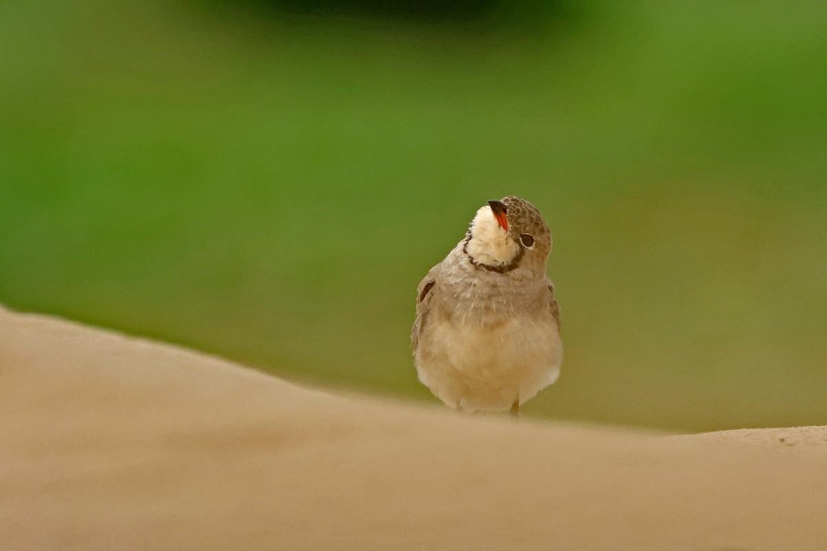 Oriental Pratincole - ML620811180