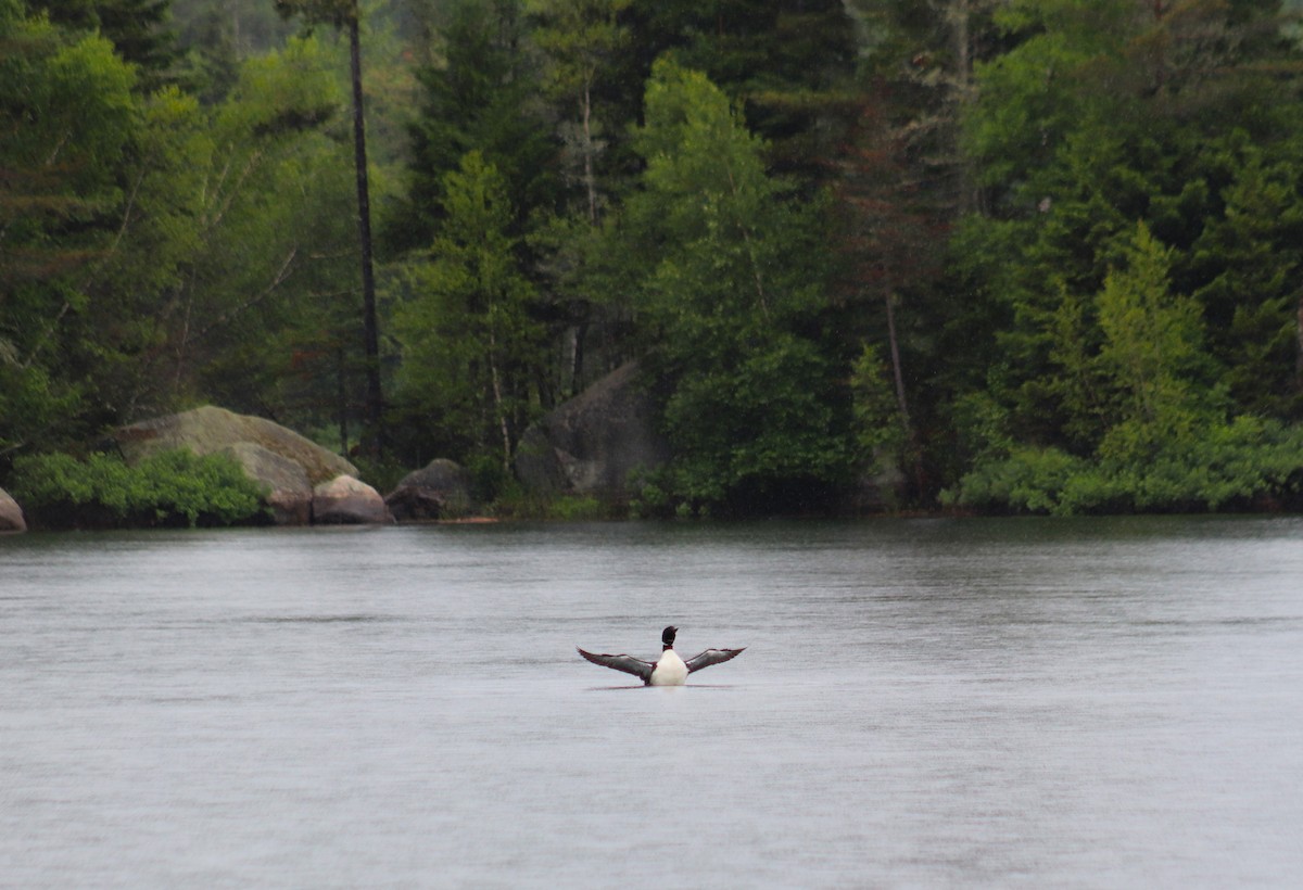 Common Loon - ML620811181