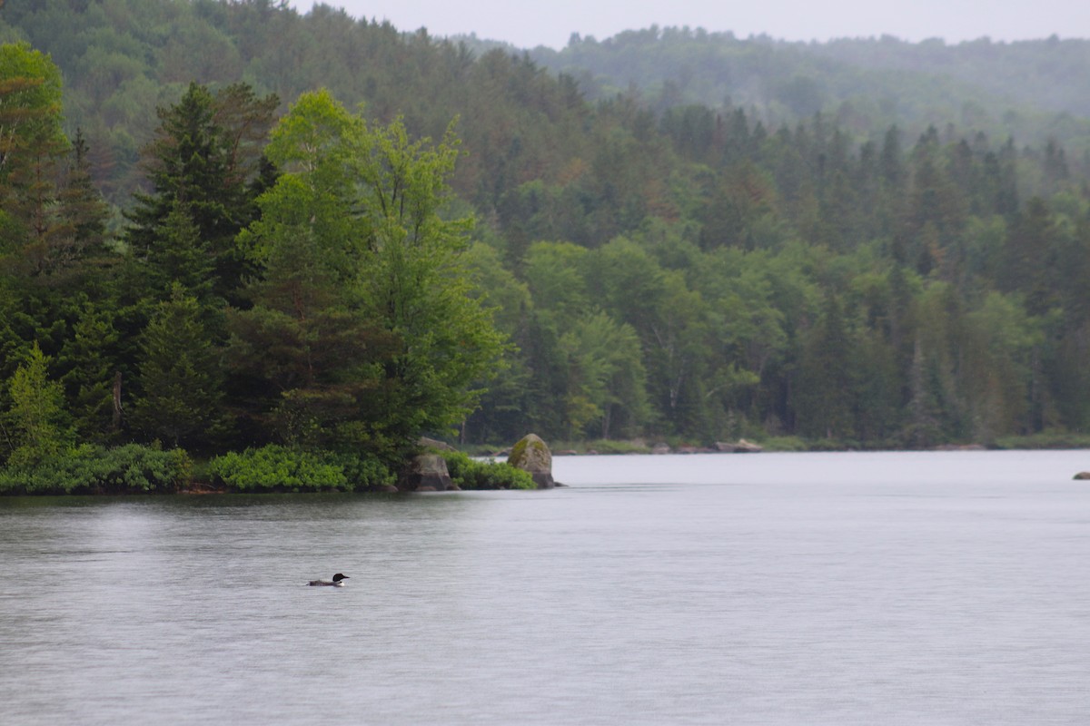 Common Loon - ML620811183