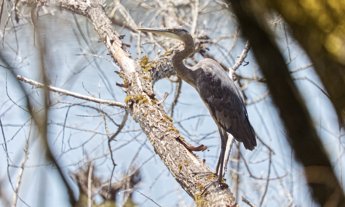 Great Blue Heron (Great Blue) - ML620811184