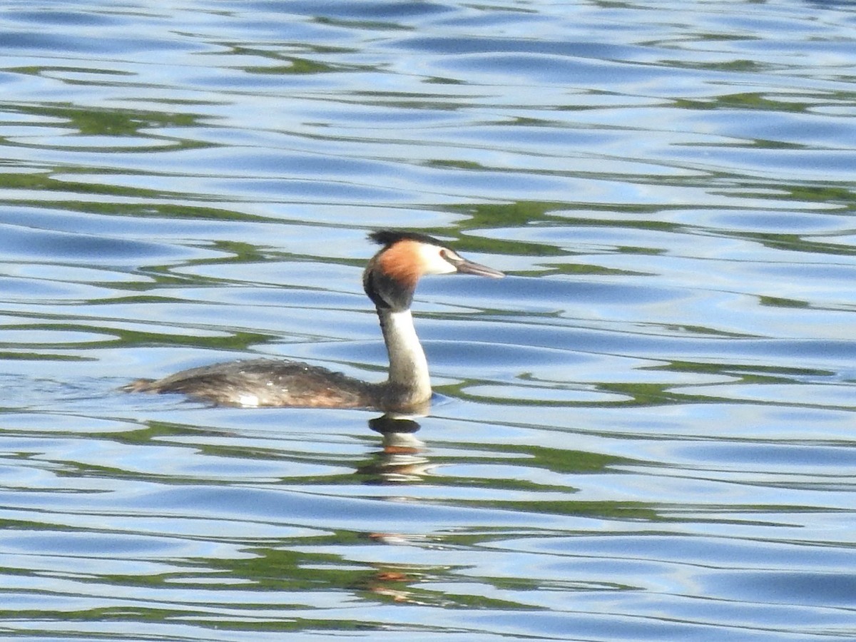 Great Crested Grebe - ML620811187