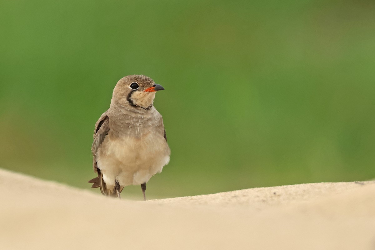 Oriental Pratincole - Dave Bakewell