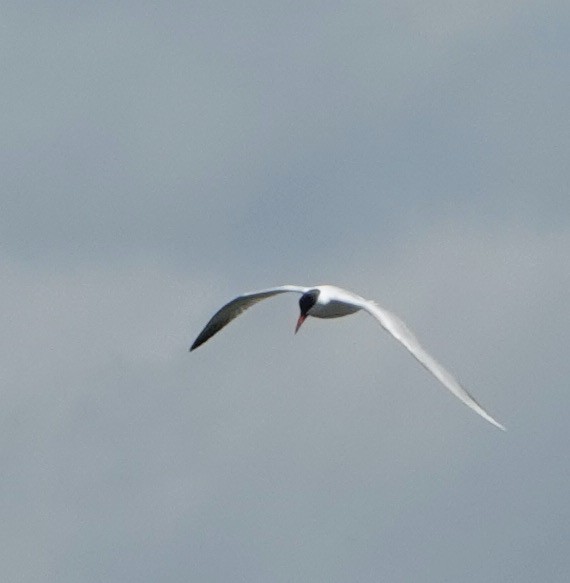 Caspian Tern - Nancy Henke