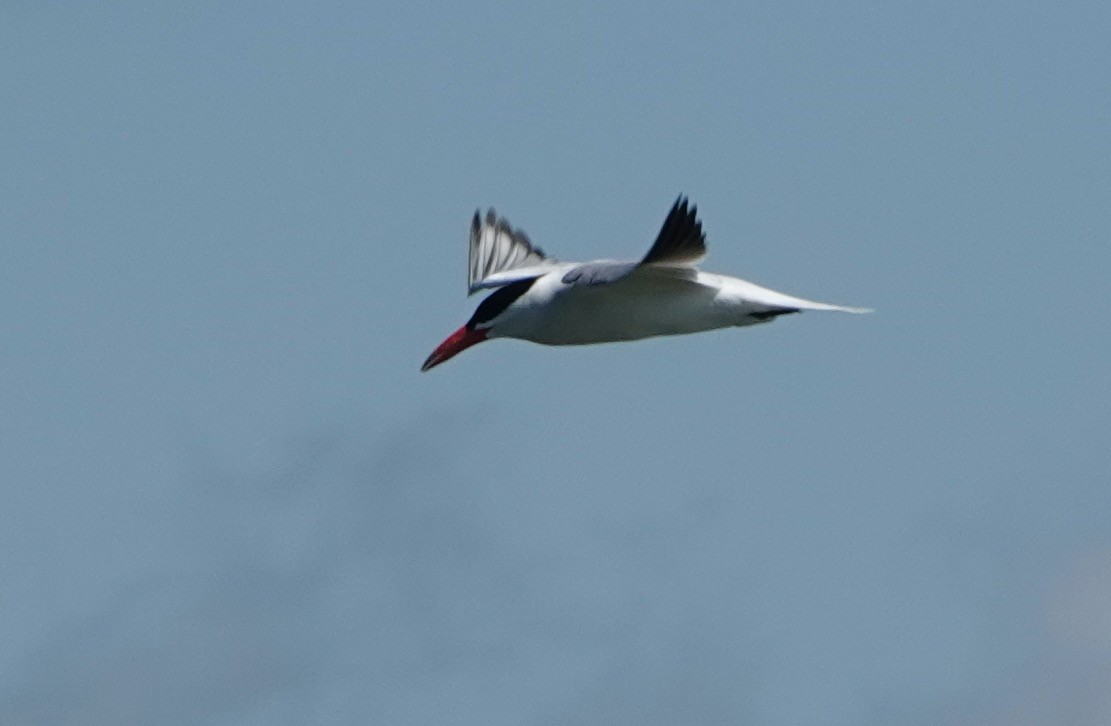 Caspian Tern - ML620811191