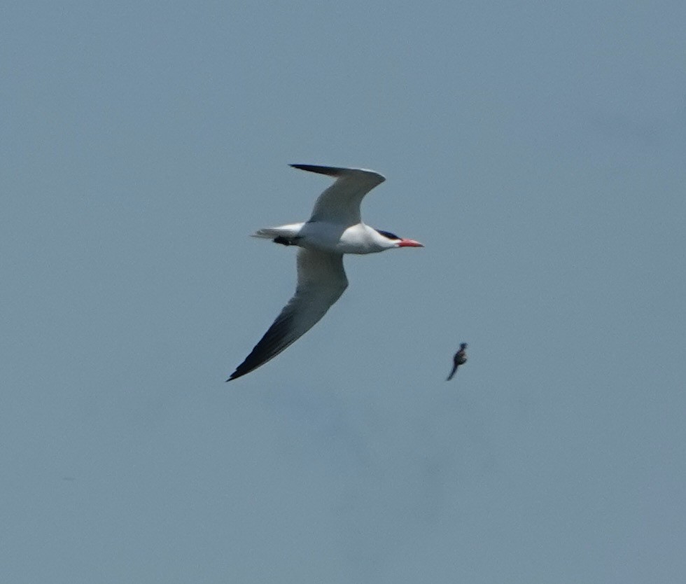 Caspian Tern - ML620811192