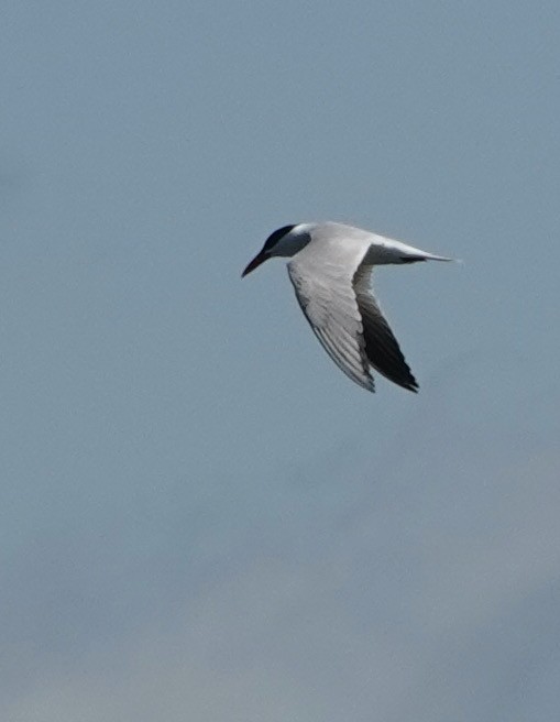 Caspian Tern - ML620811195