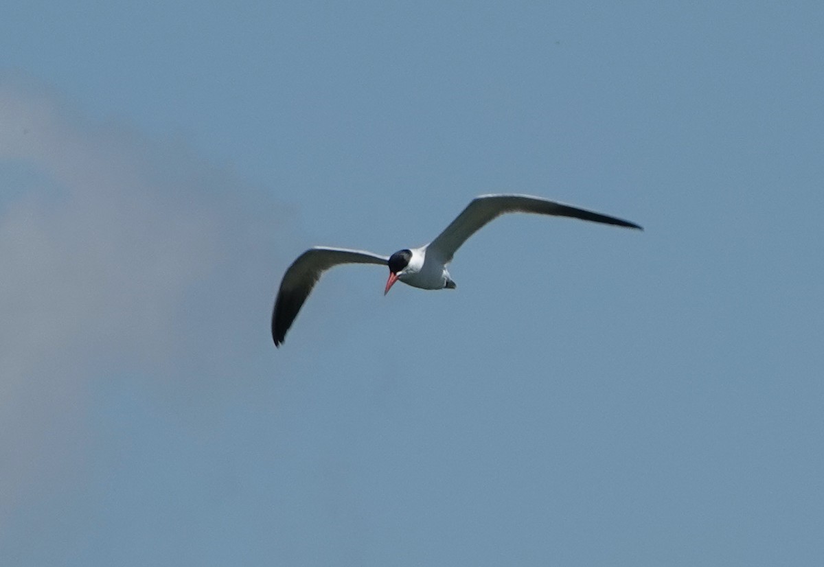 Caspian Tern - ML620811196