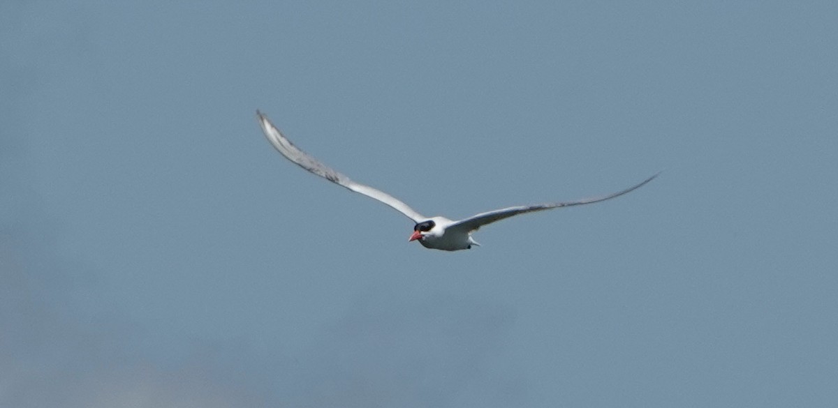 Caspian Tern - ML620811197