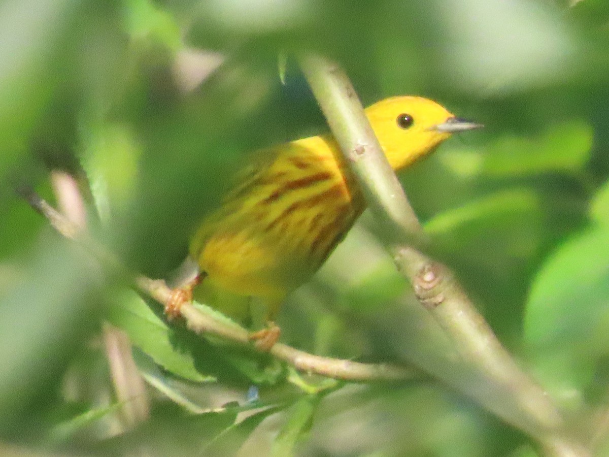 Yellow Warbler - ML620811204