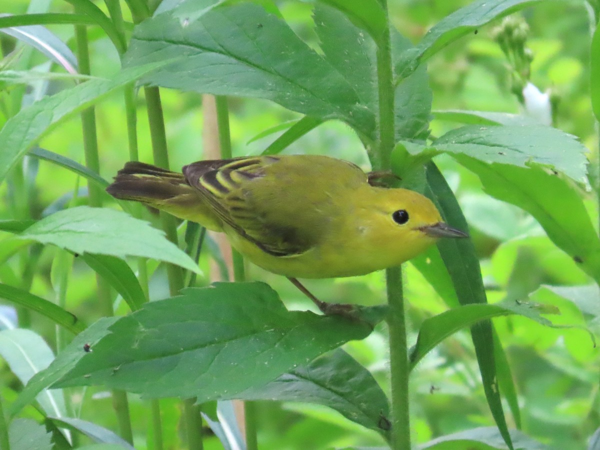 Yellow Warbler - ML620811206