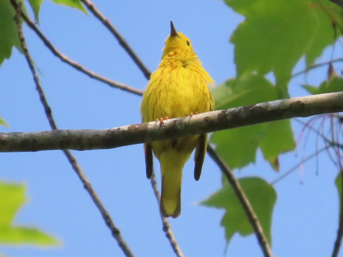 Yellow Warbler - Teresa Noel