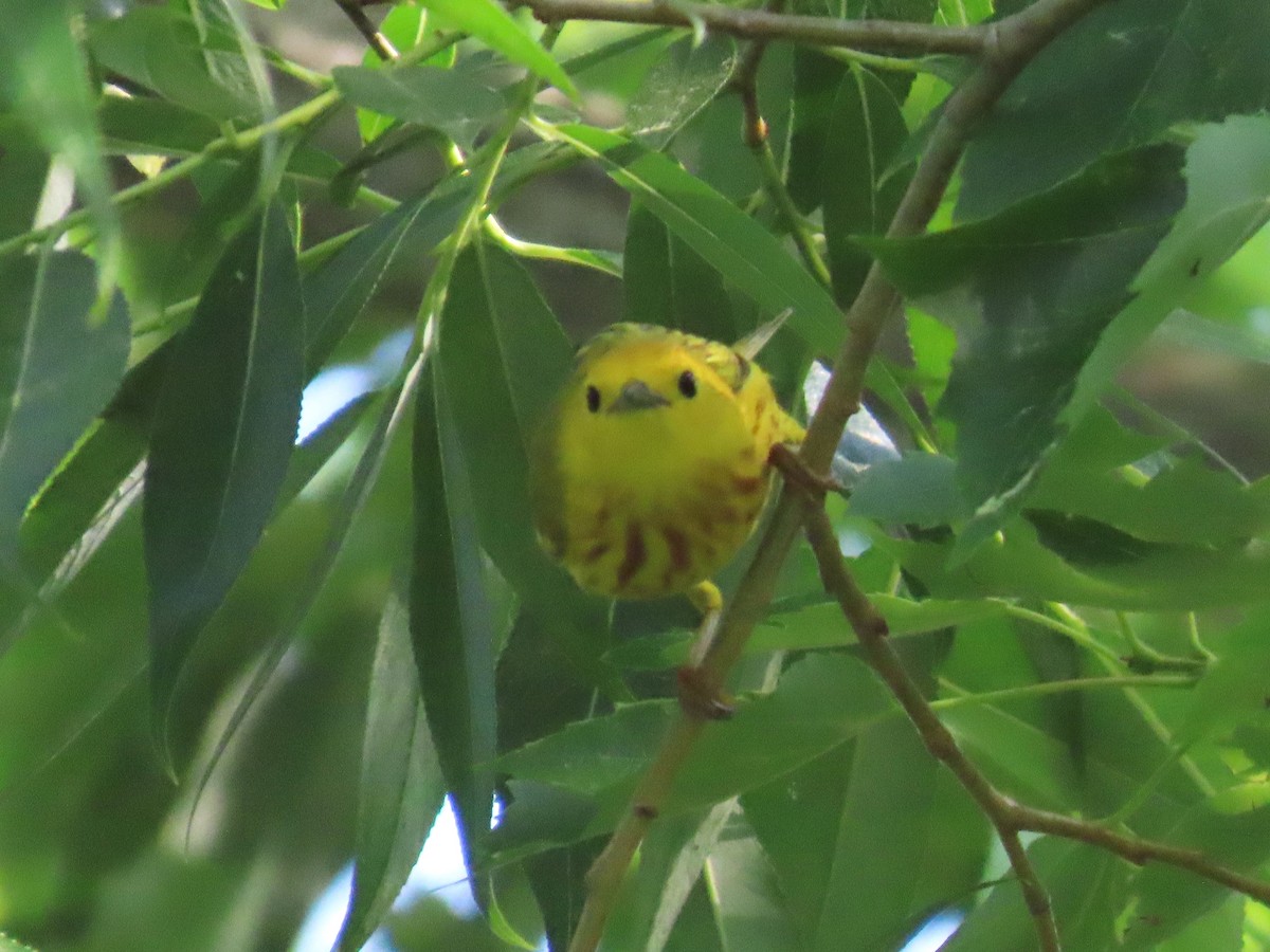 Yellow Warbler - ML620811209
