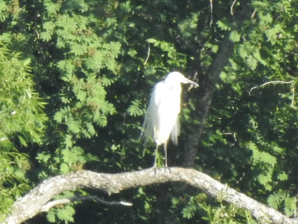 Great Egret - ML620811210