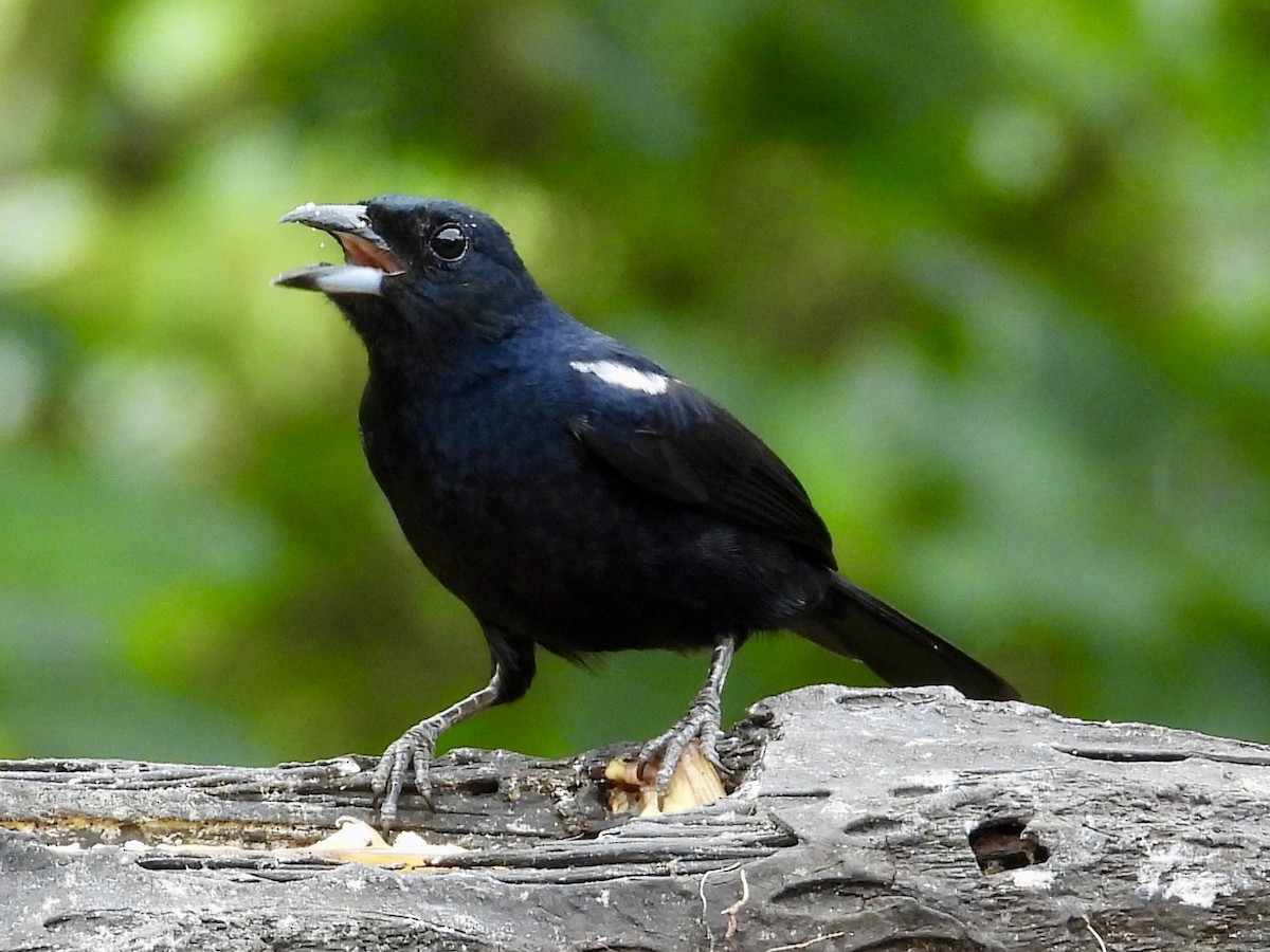 White-lined Tanager - ML620811212