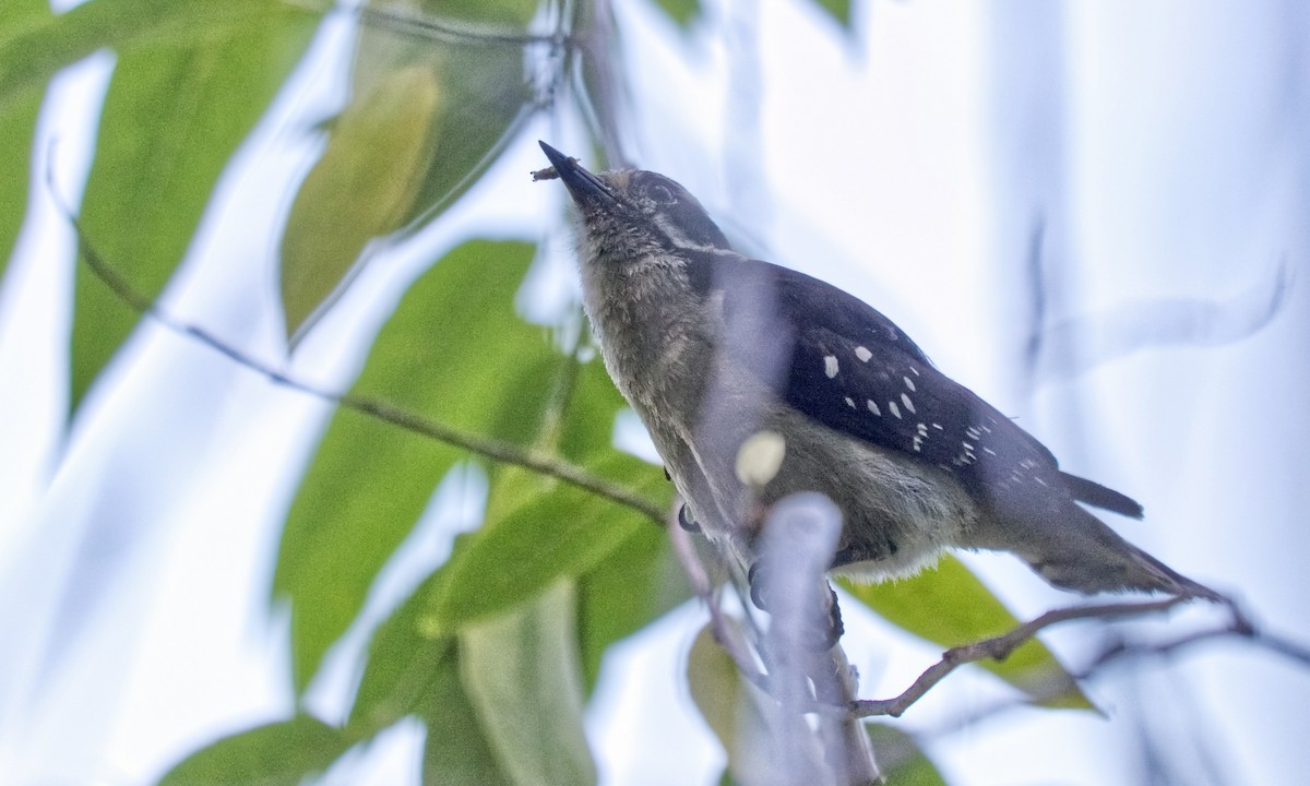 Downy Woodpecker (Pacific) - ML620811215
