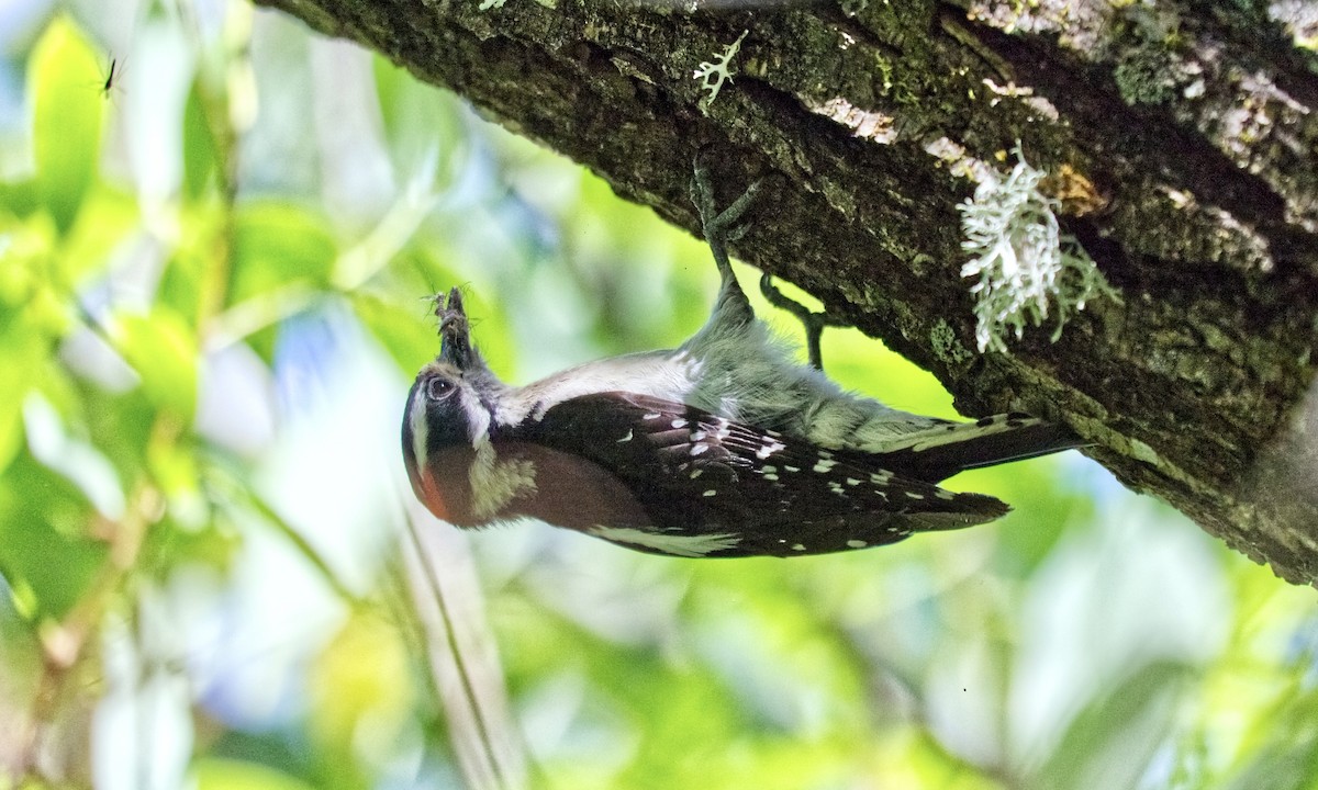 Downy Woodpecker (Pacific) - ML620811216