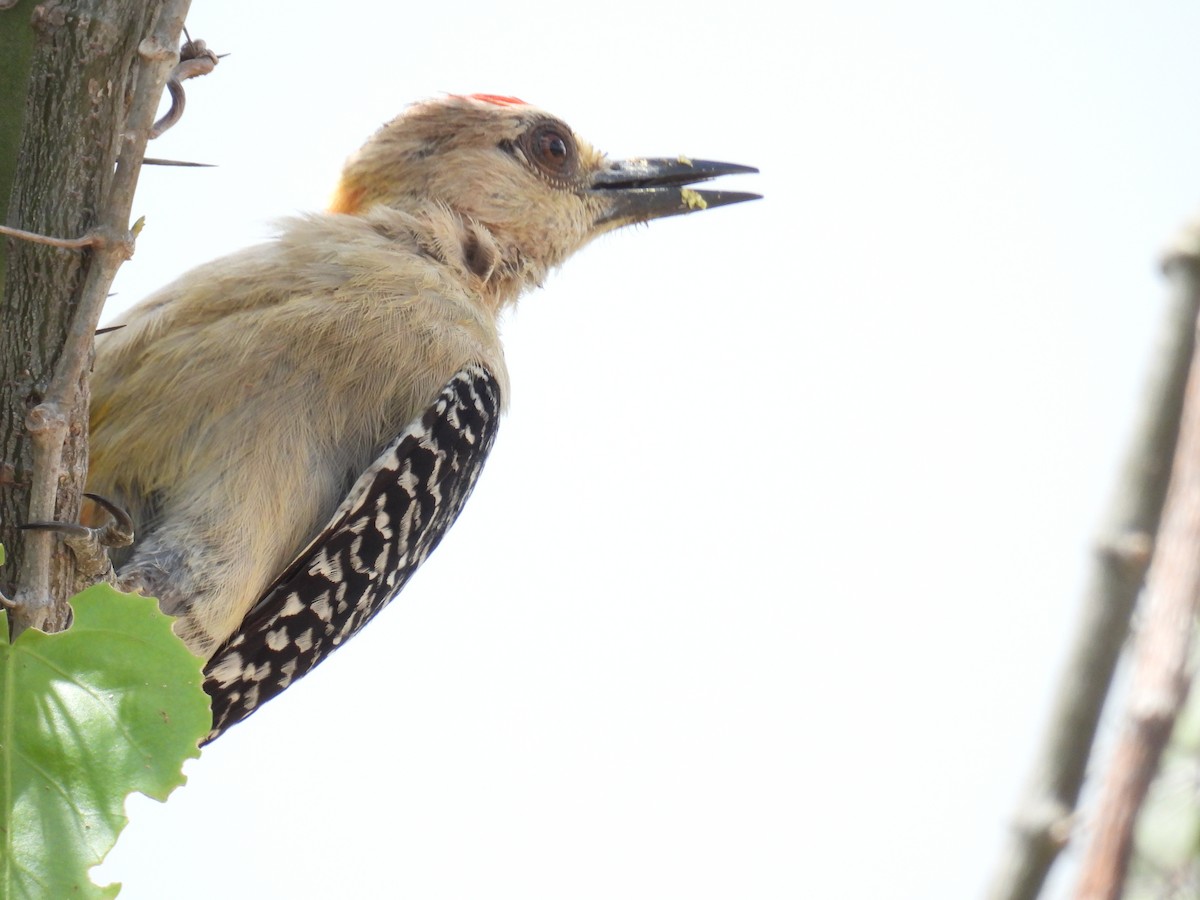 Red-crowned Woodpecker - ML620811219