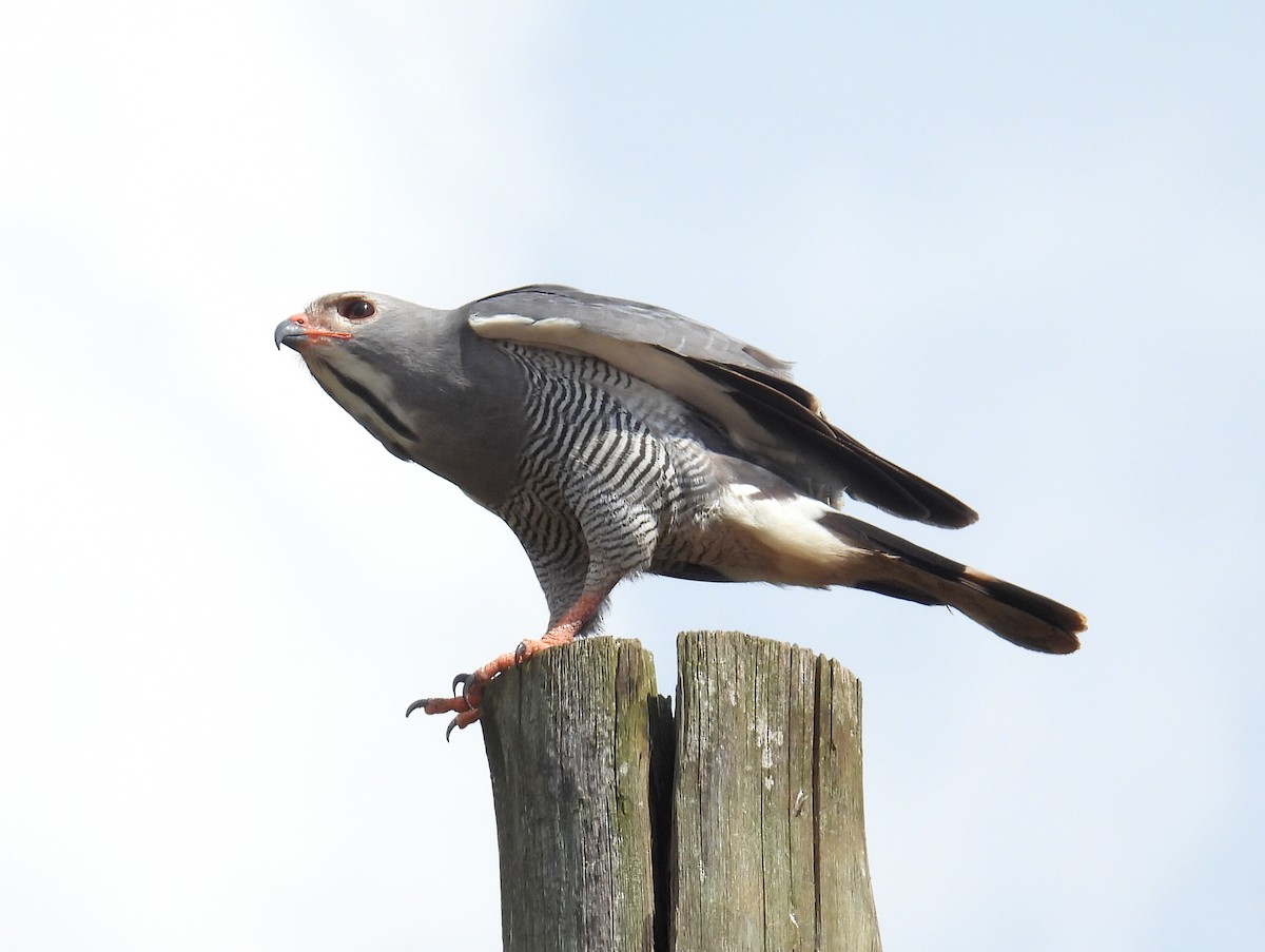 Lizard Buzzard - ML620811221