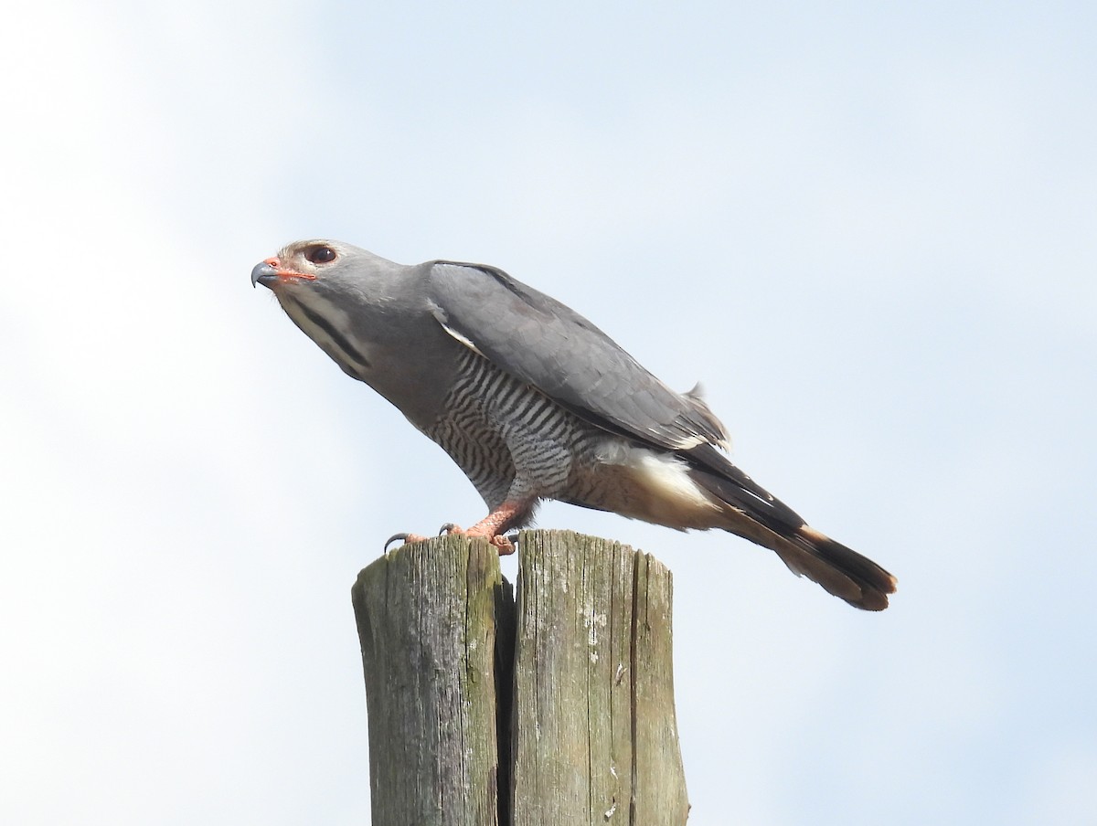 Lizard Buzzard - ML620811222