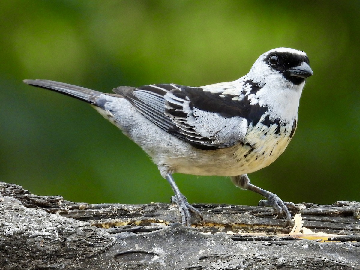 Gray-and-gold Tanager - ML620811223