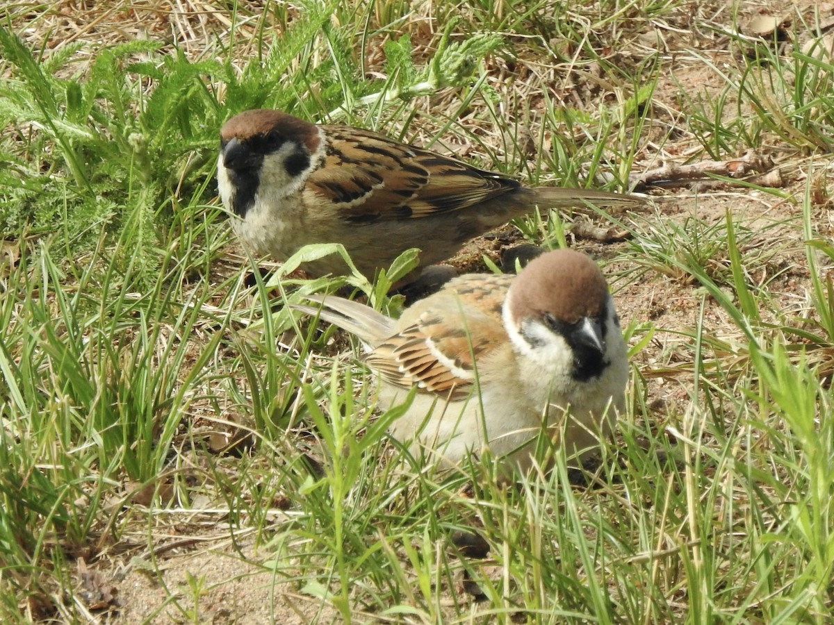 Eurasian Tree Sparrow - ML620811225