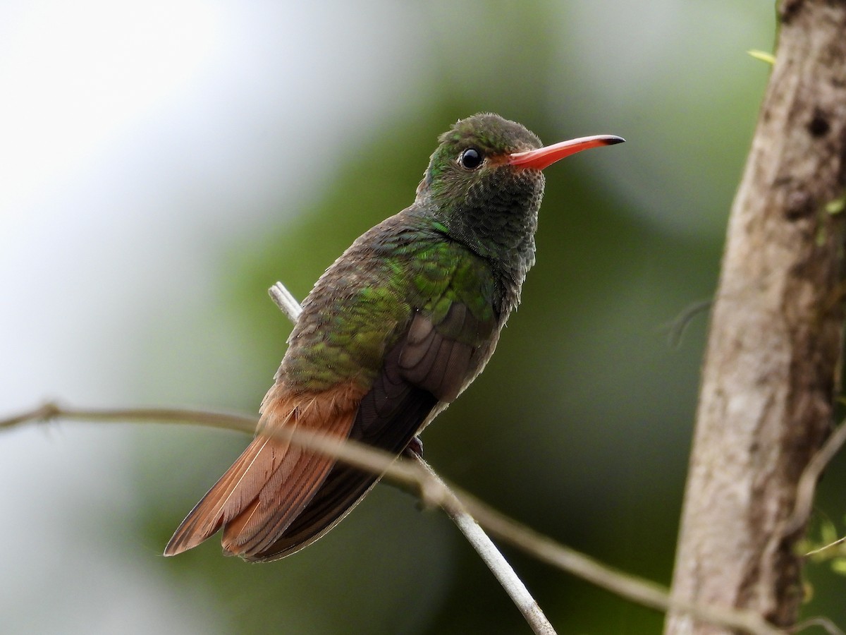 Rufous-tailed Hummingbird (Rufous-tailed) - ML620811226