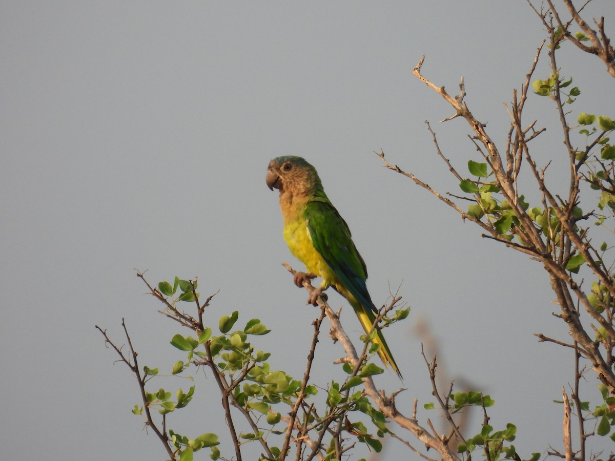 Brown-throated Parakeet - ML620811227