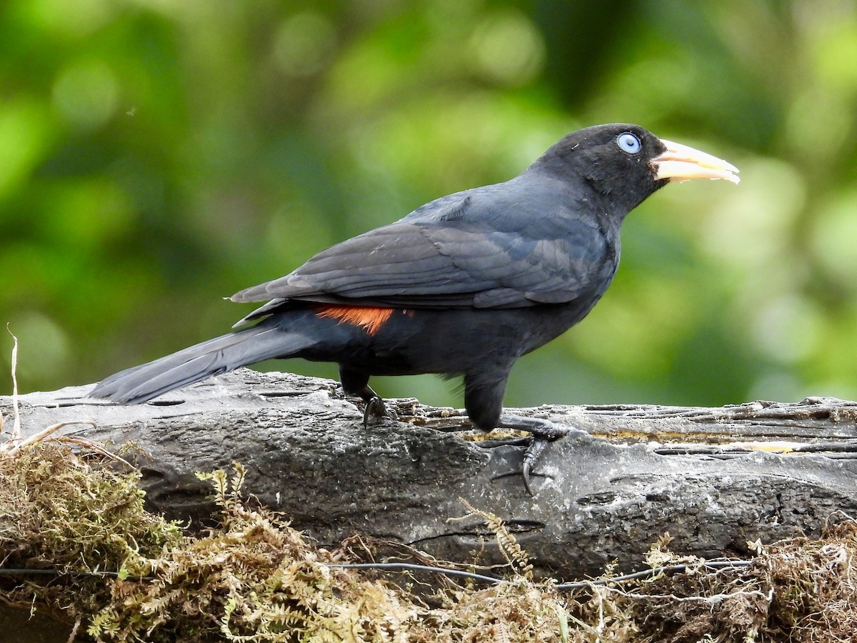 Cacique Lomiescarlata (pacificus) - ML620811232