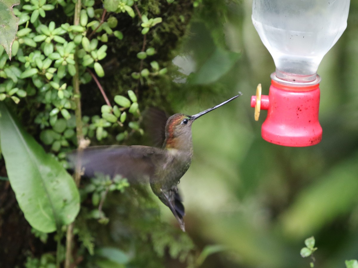 Colibrí Picolanza Mayor - ML620811234