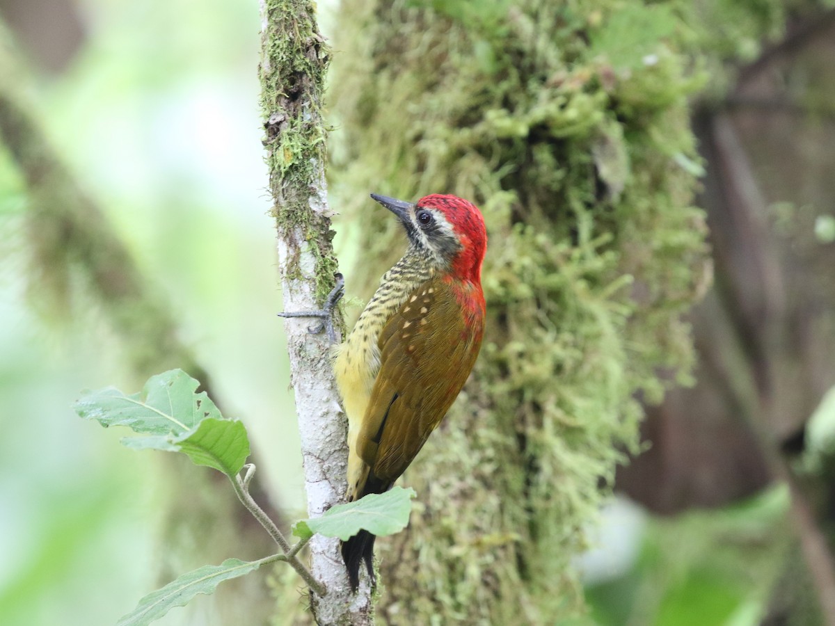 Yellow-vented Woodpecker - ML620811242