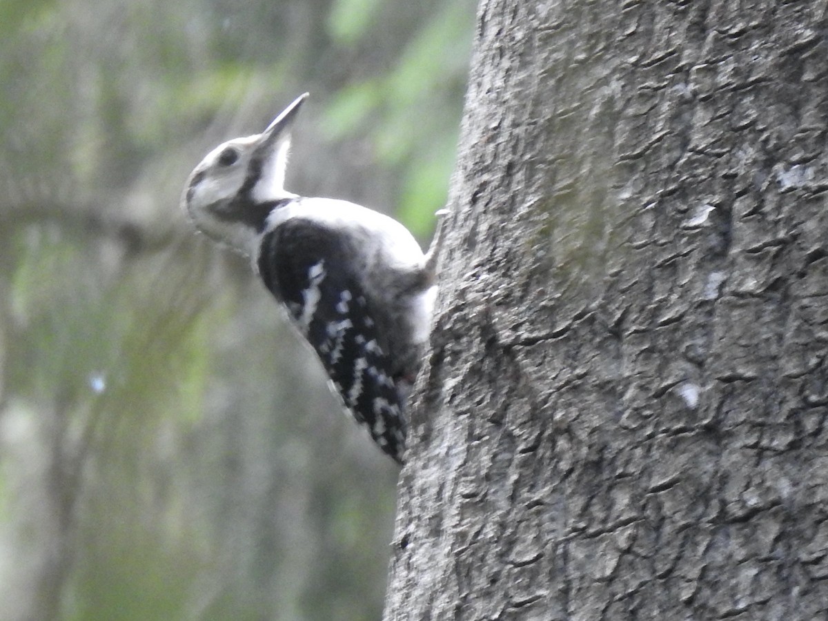 White-backed Woodpecker - ML620811244