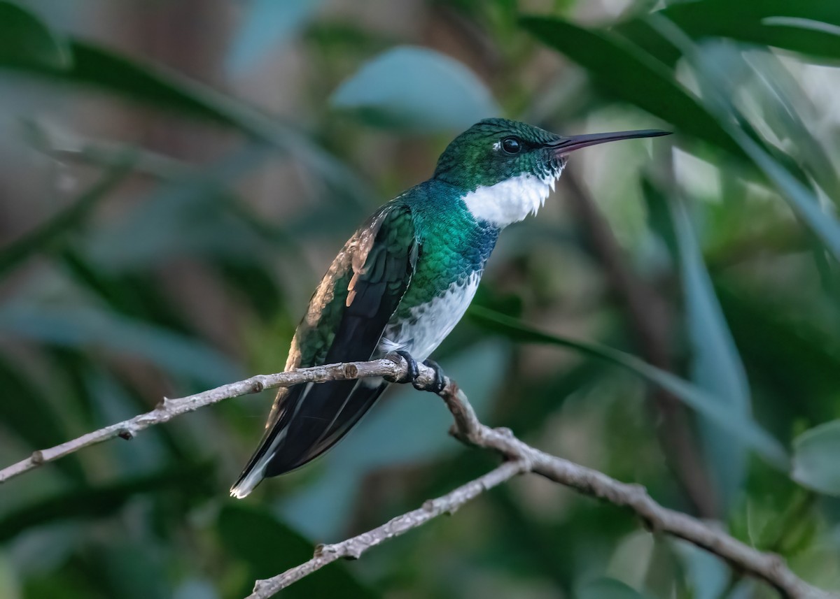 White-throated Hummingbird - ML620811245