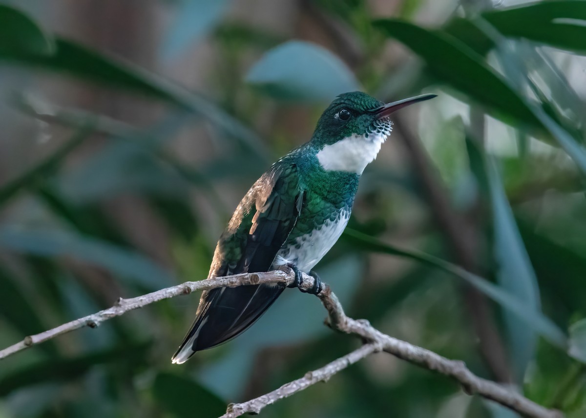 Colibri à gorge blanche - ML620811246