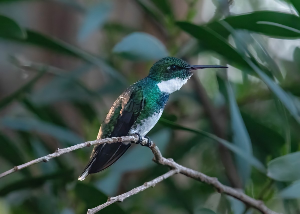 Colibri à gorge blanche - ML620811247