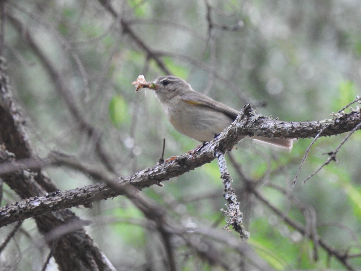 Willow Warbler - ML620811251