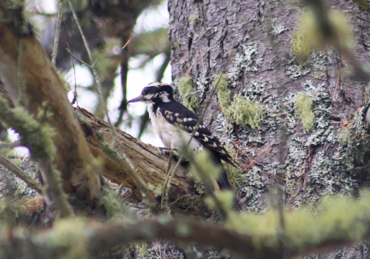 Hairy Woodpecker - ML620811254