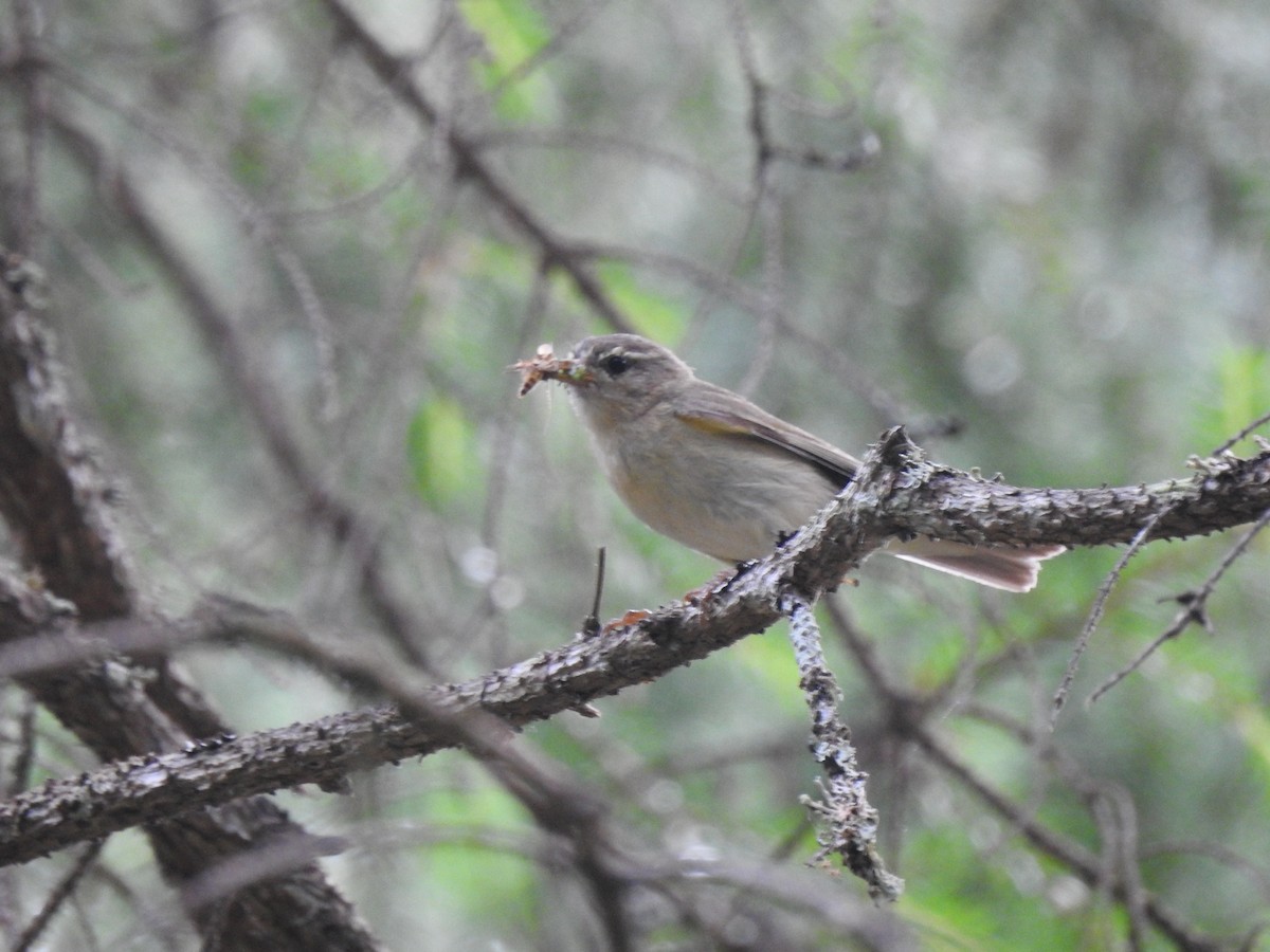 Willow Warbler - ML620811255