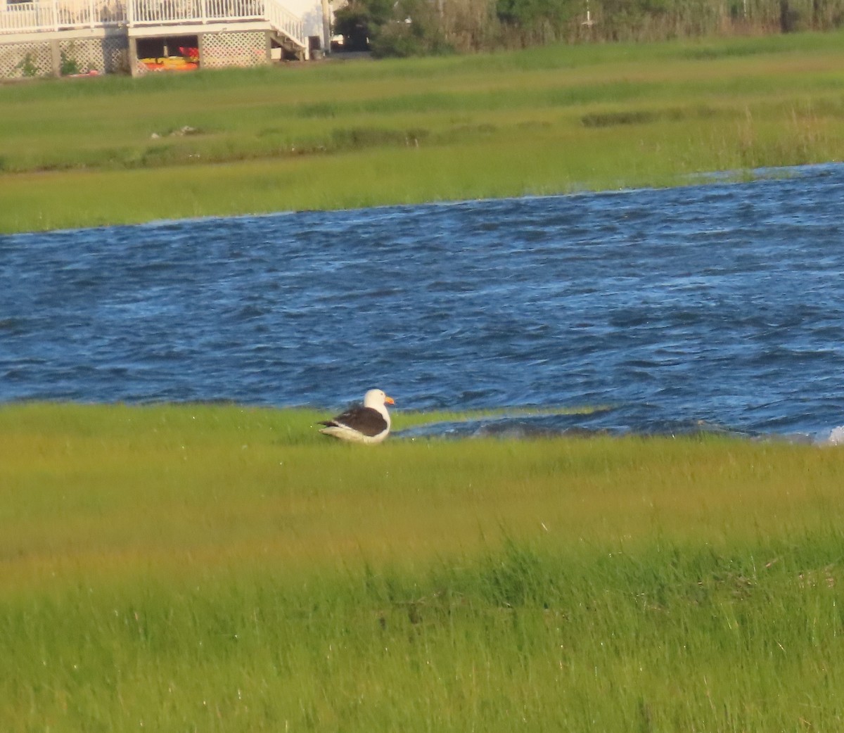 Great Black-backed Gull - ML620811256