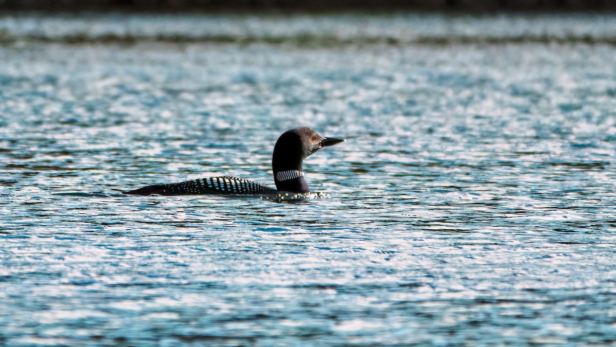 Common Loon - ML620811257