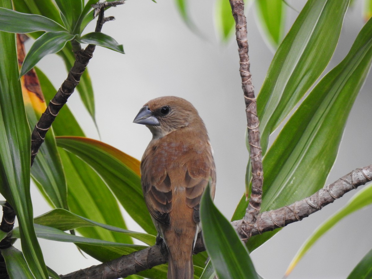 Chestnut-breasted Munia - ML620811259