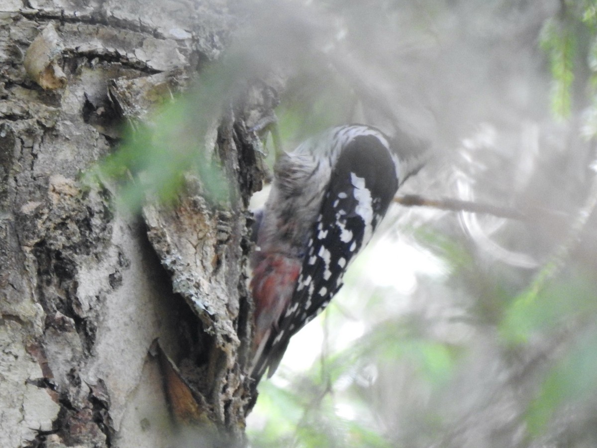 White-backed Woodpecker - ML620811261