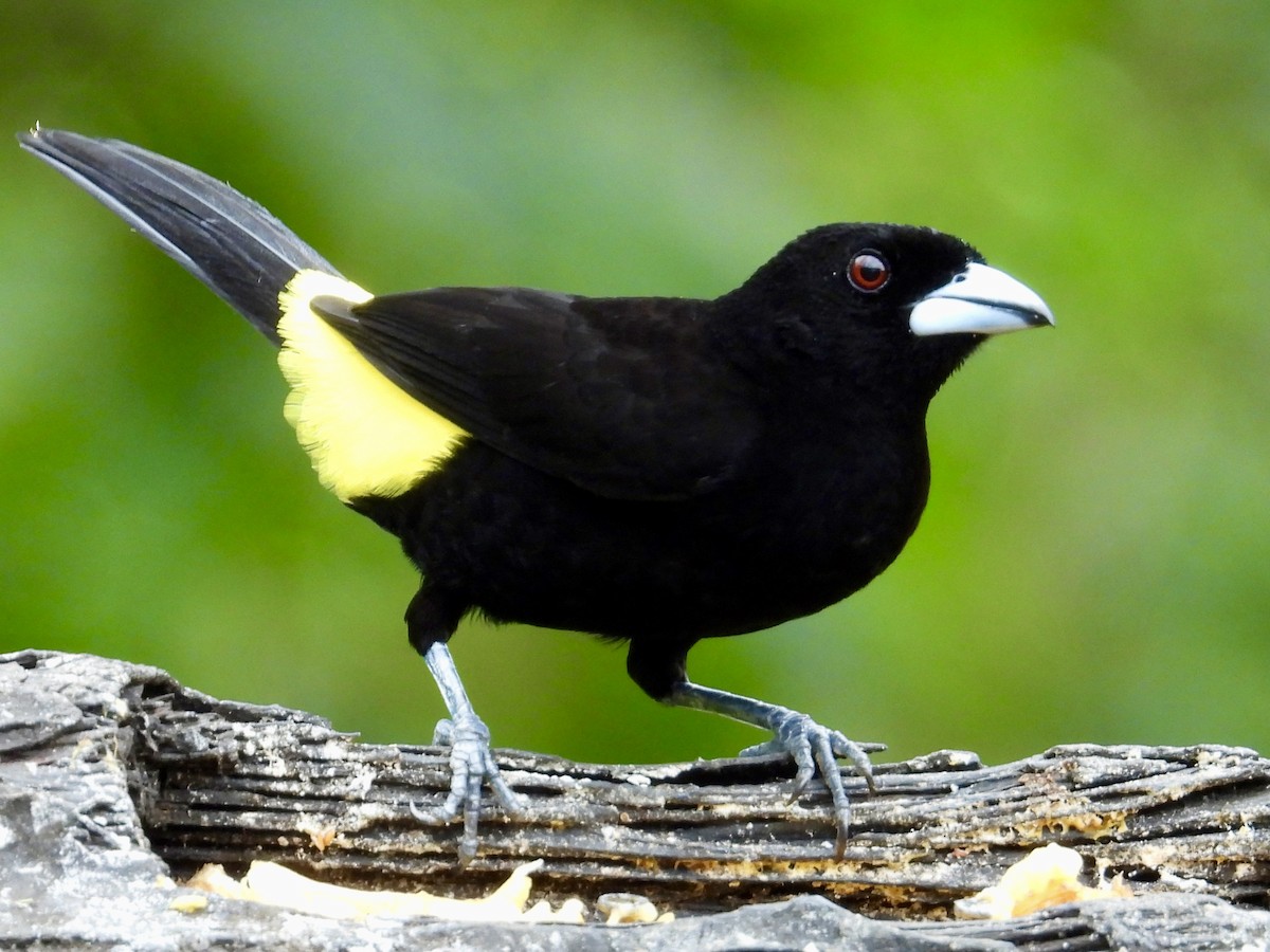 Flame-rumped Tanager (Lemon-rumped) - ML620811267