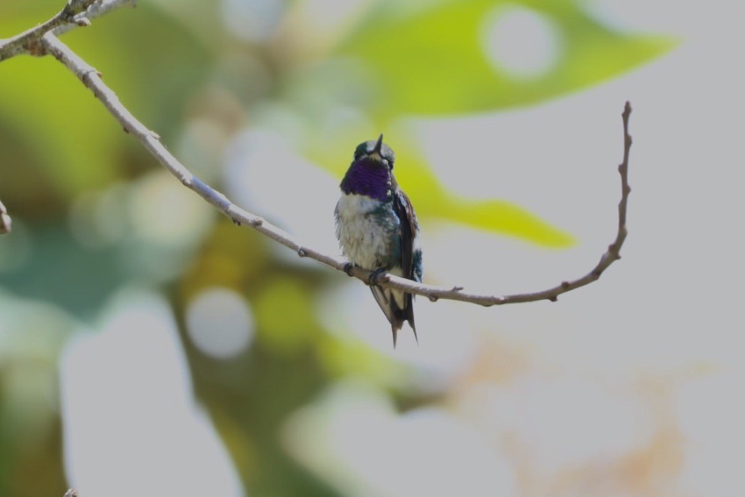 White-bellied Woodstar - ML620811277