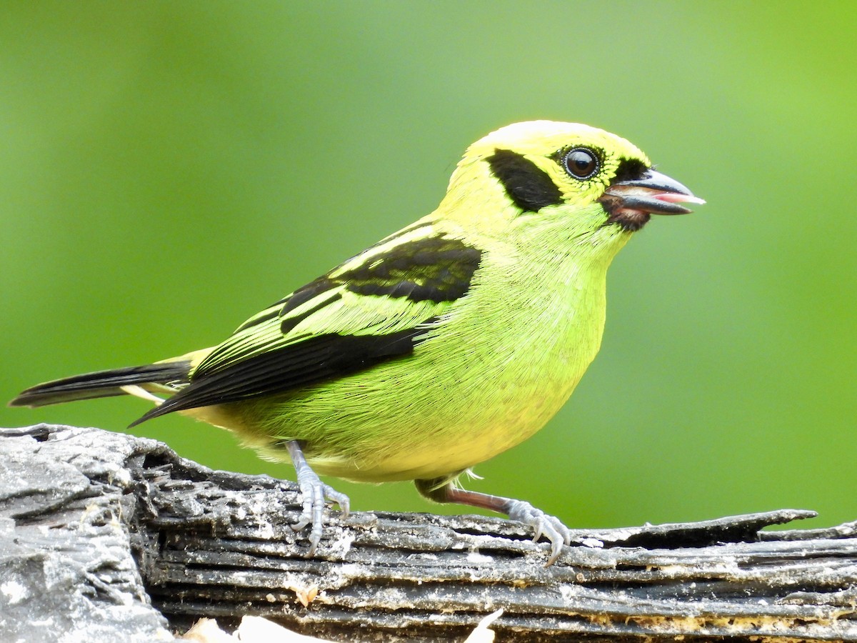 Emerald Tanager - ML620811280