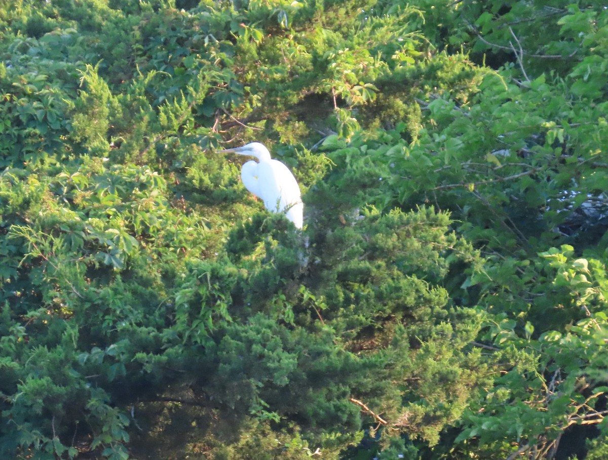 Little Blue Heron - ML620811282