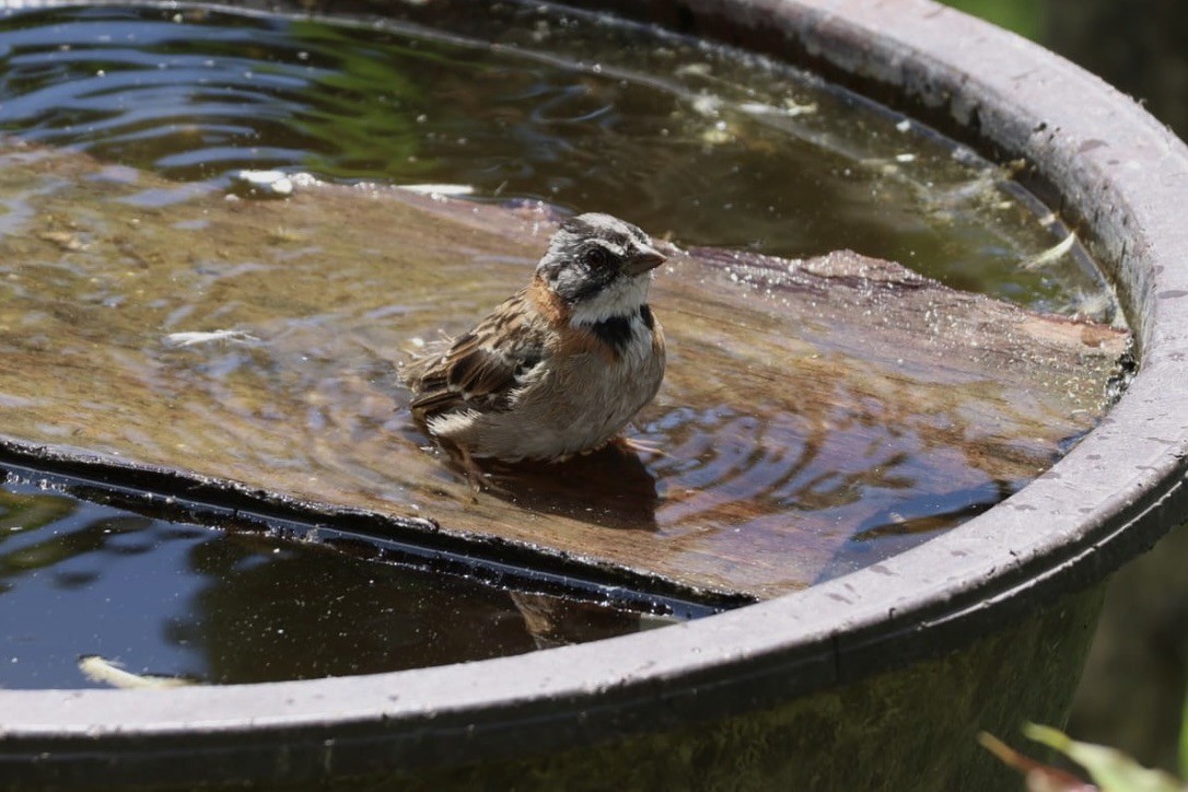 Rufous-collared Sparrow - ML620811283