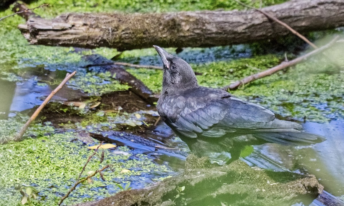 American Crow - ML620811284