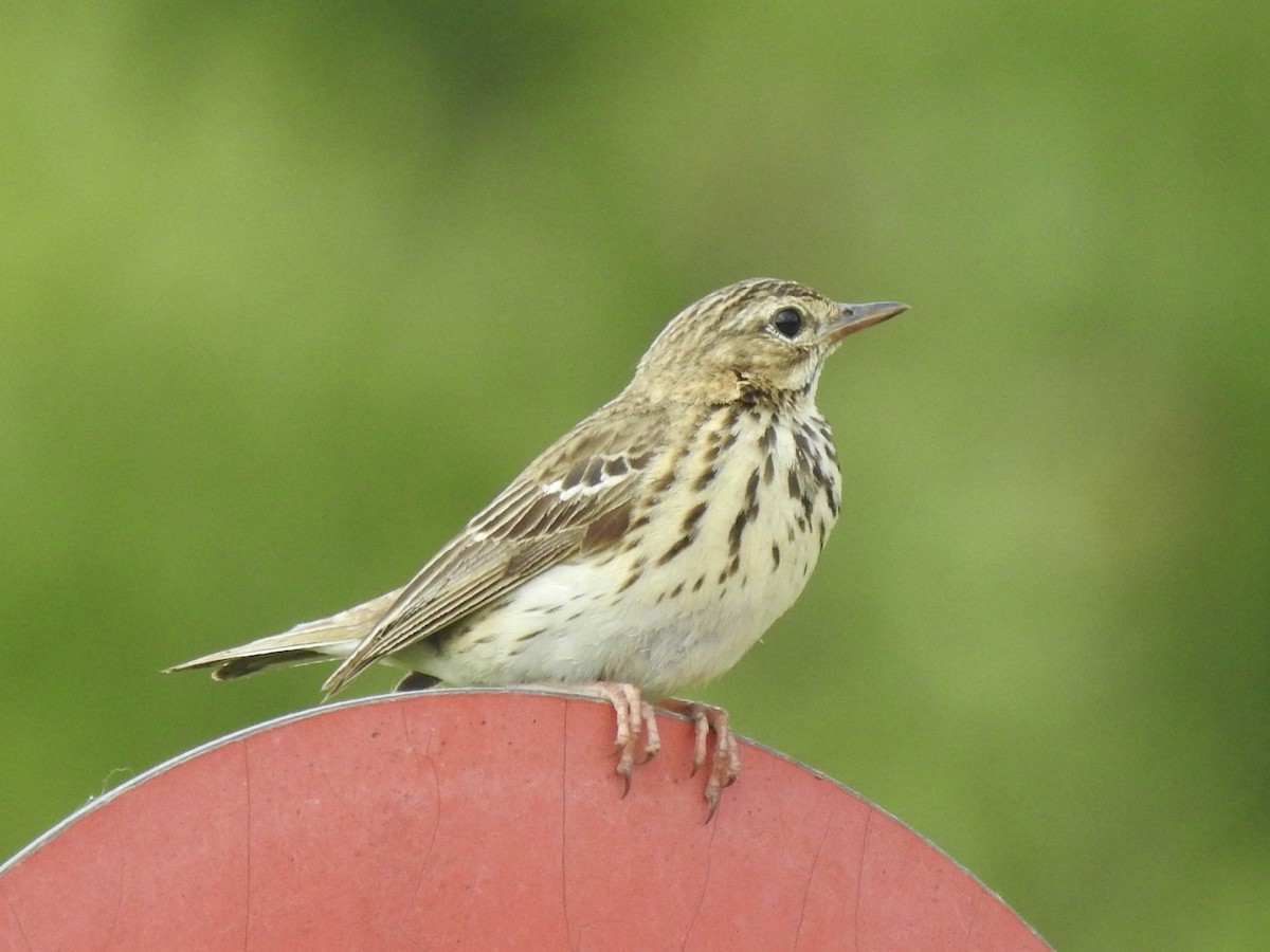 Meadow Pipit - ML620811285